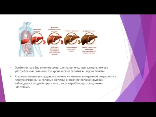 Особенно пагубно влияние алкоголя на печень, при длительном его употреблении