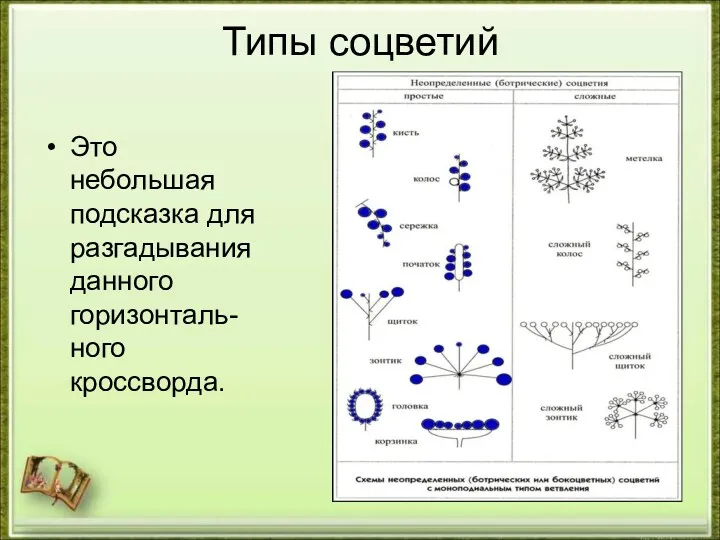 Типы соцветий Это небольшая подсказка для разгадывания данного горизонталь-ного кроссворда.