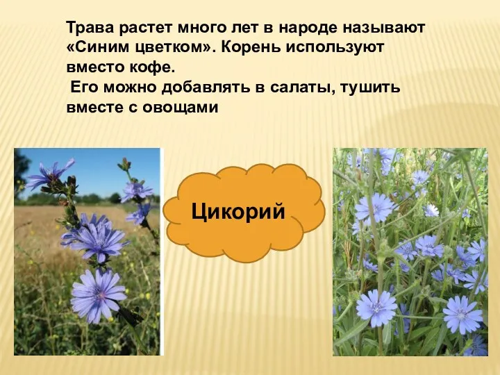 Трава растет много лет в народе называют «Синим цветком». Корень