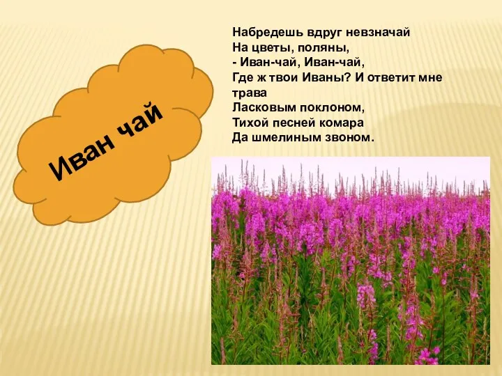 Набредешь вдруг невзначай На цветы, поляны, - Иван-чай, Иван-чай, Где