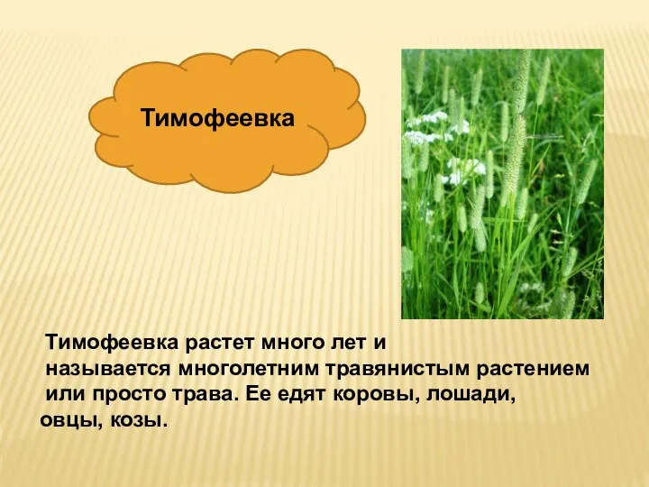 Тимофеевка растет много лет и называется многолетним травянистым растением или
