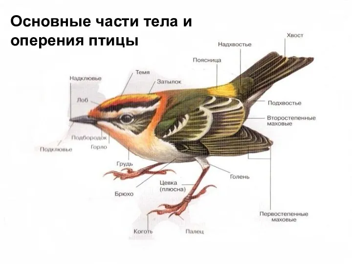 Основные части тела и оперения птицы Основные части тела и оперения птицы