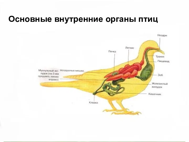 Основные внутренние органы птиц