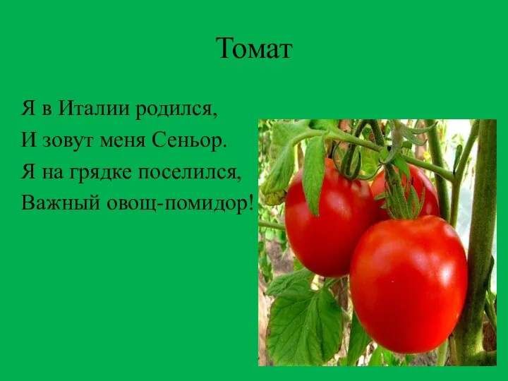 Томат Я в Италии родился, И зовут меня Сеньор. Я на грядке поселился, Важный овощ-помидор!