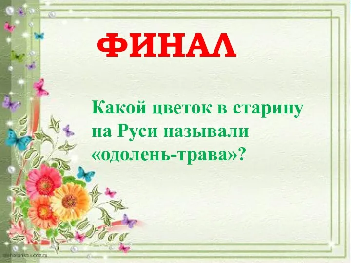 ФИНАЛ Какой цветок в старину на Руси называли «одолень-трава»? Какой цветок в старину