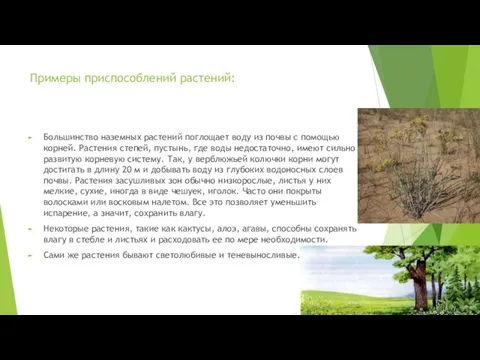 Примеры приспособлений растений: Большинство наземных растений поглощает воду из почвы