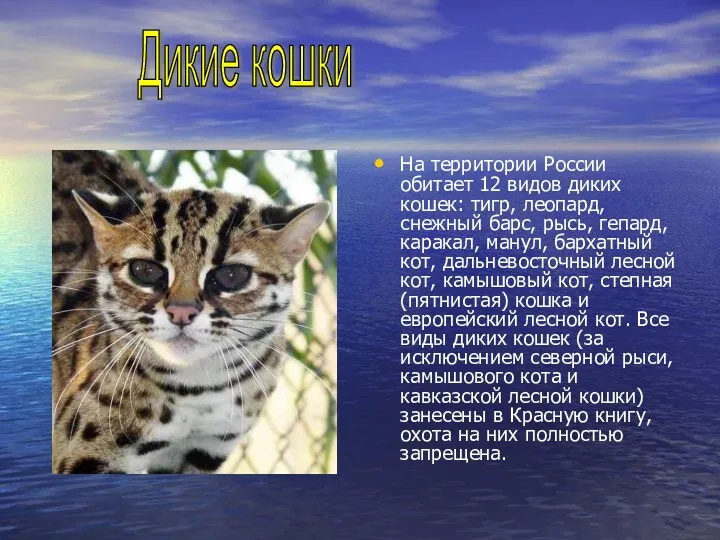 На территории России обитает 12 видов диких кошек: тигр, леопард, снежный барс, рысь,