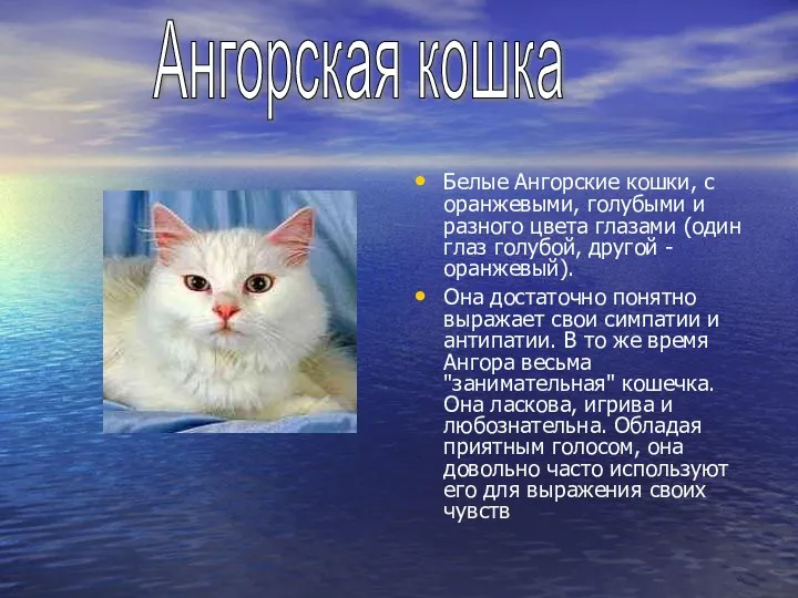 Белые Ангорские кошки, с оранжевыми, голубыми и разного цвета глазами (один глаз голубой,