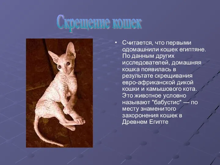 Считается, что первыми одомашнили кошек египтяне. По данным других исследователей, домашняя кошка появилась