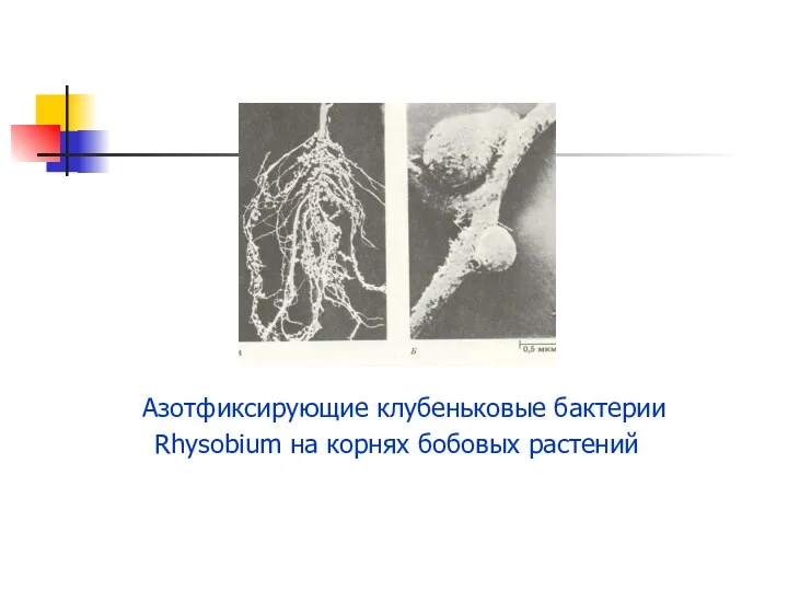 Азотфиксирующие клубеньковые бактерии Rhysobium на корнях бобовых растений