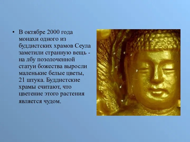 В октябре 2000 года монахи одного из буддистских храмов Сеула заметили странную вещь