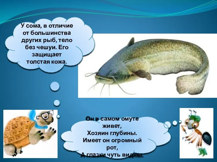 У сома, в отличие от большинства других рыб, тело без чешуи. Его защищает