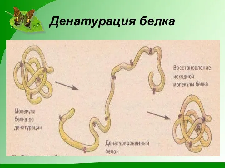 Денатурация белка