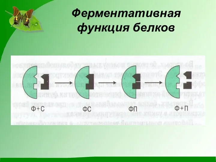 Ферментативная функция белков