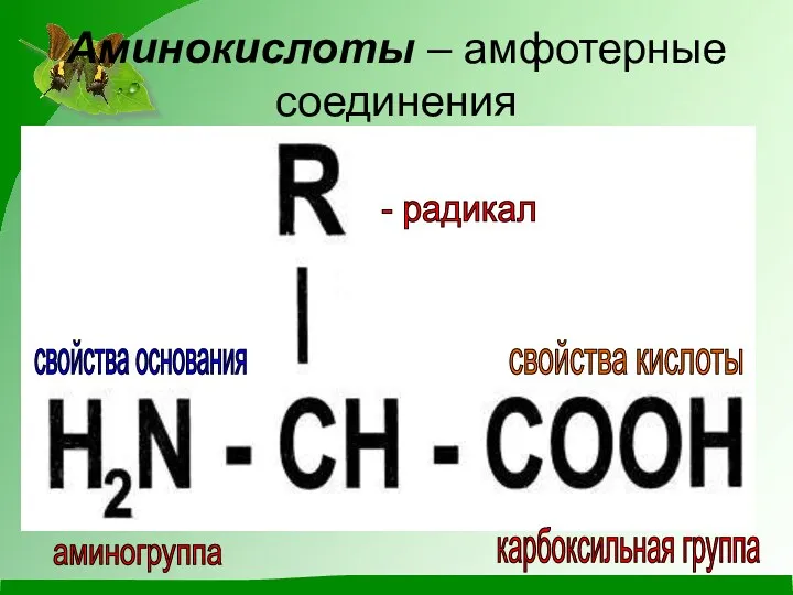 Аминокислоты – амфотерные соединения - радикал аминогруппа карбоксильная группа свойства основания свойства кислоты