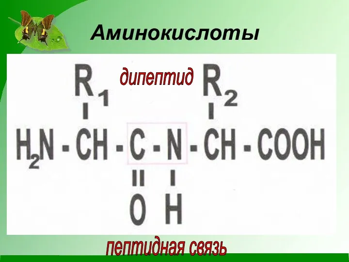 Аминокислоты дипептид пептидная связь