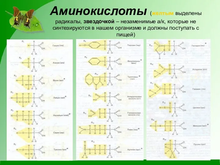 Аминокислоты (желтым выделены радикалы, звездочкой – незаменимые а/к, которые не