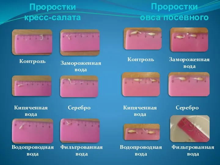 Проростки кресс-салата Кипяченная вода Замороженная вода Водопроводная вода Кипяченная вода