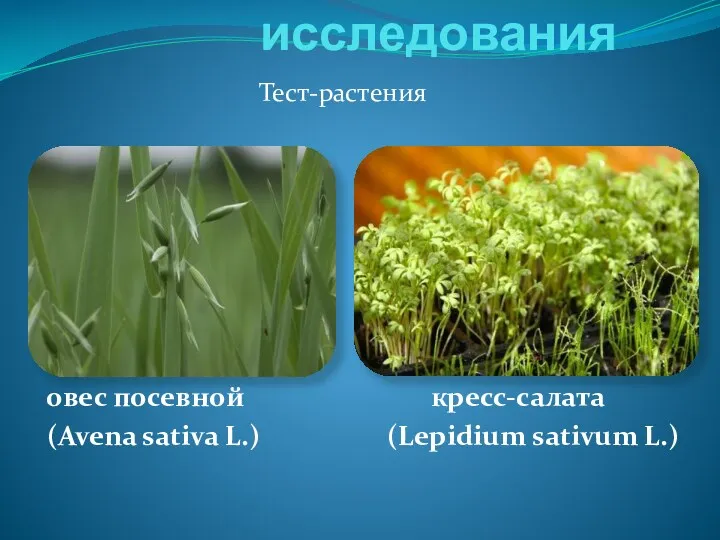 Объекты исследования Тест-растения овес посевной кресс-салата (Avena sativa L.) (Lepidium sativum L.)