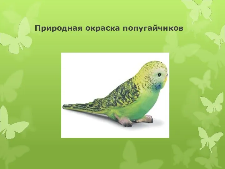 Природная окраска попугайчиков