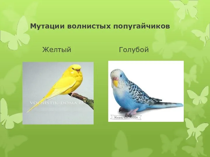 Мутации волнистых попугайчиков Желтый Голубой