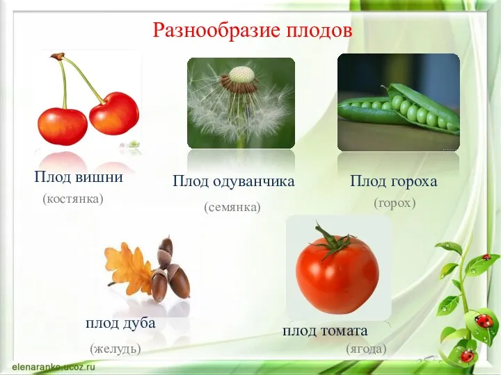 Разнообразие плодов плод томата (ягода) плод дуба (желудь) Плод вишни