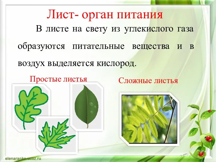 Сложные листья Лист- орган питания В листе на свету из