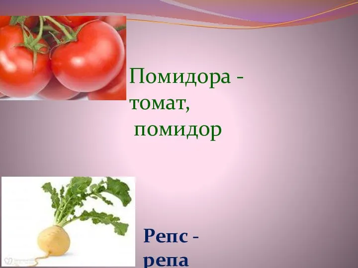 Помидора - томат, помидор Репс - репа