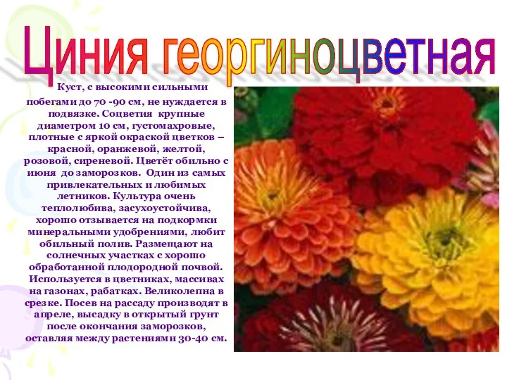 Куст, с высокими сильными побегами до 70 -90 см, не нуждается в подвязке.