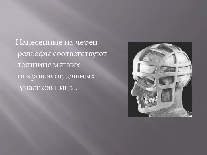 Нанесенные на череп рельефы соответствуют толщине мягких покровов отдельных участков лица .
