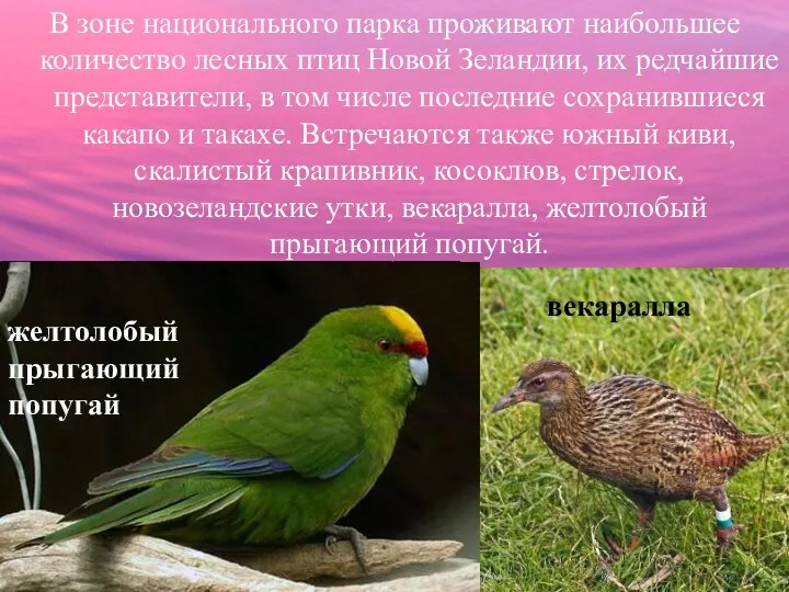 В зоне национального парка проживают наибольшее количество лесных птиц Новой