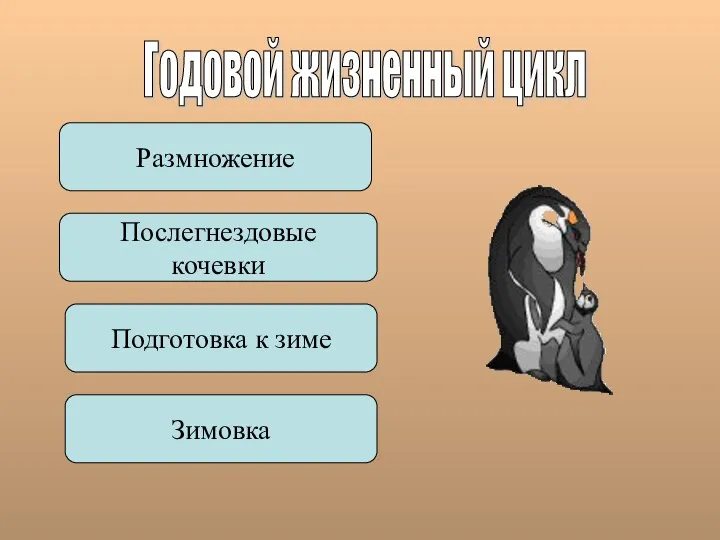 Годовой жизненный цикл Размножение Послегнездовые кочевки Подготовка к зиме Зимовка