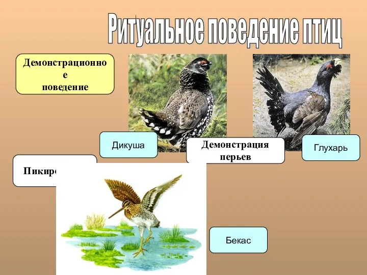 Ритуальное поведение птиц Демонстрационное поведение Пикирование Демонстрация перьев Дикуша Глухарь Бекас