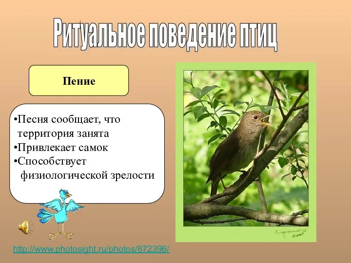 Пение Ритуальное поведение птиц http://www.photosight.ru/photos/872396/ Песня сообщает, что территория занята Привлекает самок Способствует физиологической зрелости