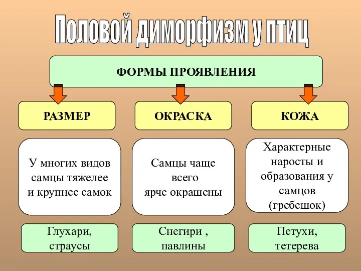 Половой диморфизм у птиц ФОРМЫ ПРОЯВЛЕНИЯ РАЗМЕР ОКРАСКА КОЖА У