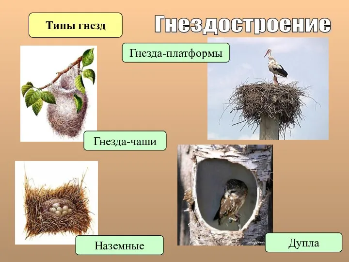 Гнездостроение Типы гнезд Наземные Гнезда-чаши Гнезда-платформы Дупла