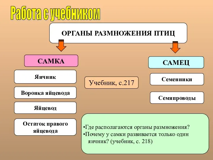 ОРГАНЫ РАЗМНОЖЕНИЯ ПТИЦ САМКА САМЕЦ Работа с учебником Яичник Семенники