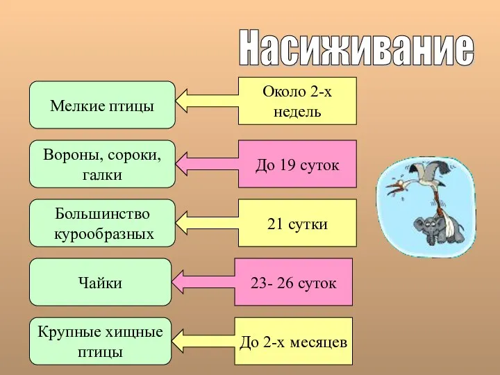 Насиживание Мелкие птицы Вороны, сороки, галки Большинство курообразных Чайки Крупные