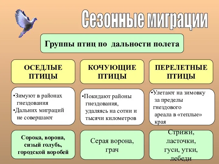 Сезонные миграции Группы птиц по дальности полета ОСЕДЛЫЕ ПТИЦЫ КОЧУЮЩИЕ