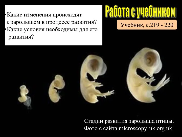 Стадии развития зародыша птицы. Фото с сайта microscopy-uk.org.uk Работа с