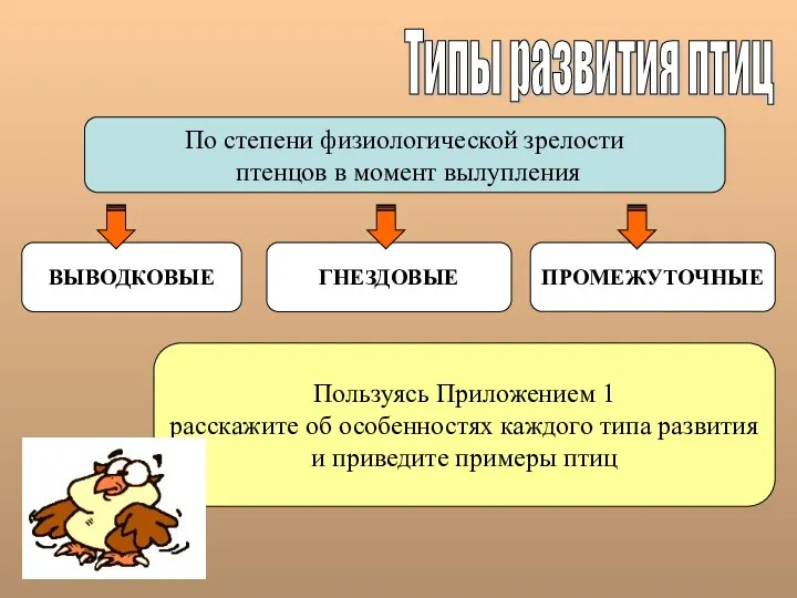 Типы развития птиц По степени физиологической зрелости птенцов в момент