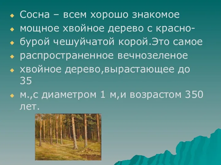 Сосна – всем хорошо знакомое мощное хвойное дерево с красно- бурой чешуйчатой корой.Это