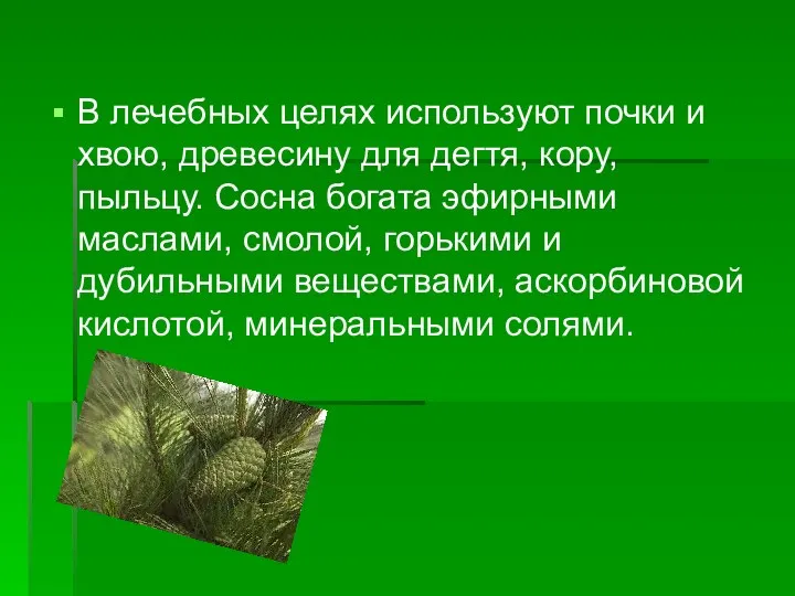 В лечебных целях используют почки и хвою, древесину для дегтя, кору, пыльцу. Сосна