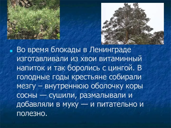 Во время блокады в Ленинграде изготавливали из хвои витаминный напиток и так боролись