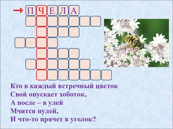 Кто в каждый встречный цветок Свой опускает хоботок, А после