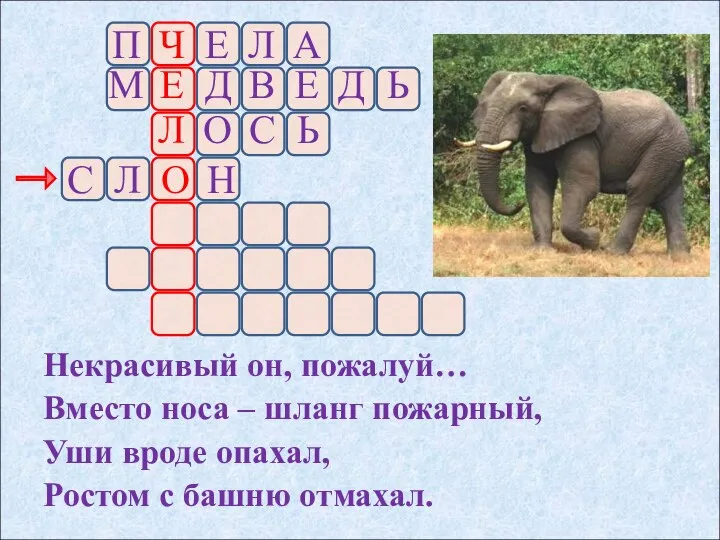 Некрасивый он, пожалуй… Вместо носа – шланг пожарный, Уши вроде опахал, Ростом с башню отмахал.