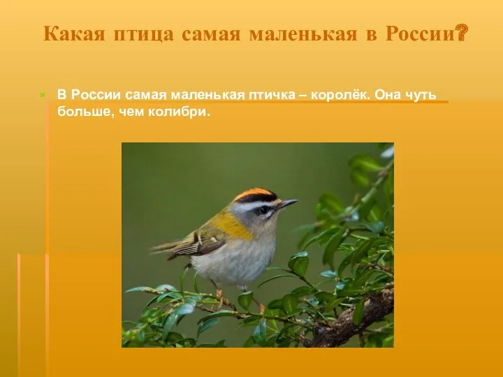 Какая птица самая маленькая в России? В России самая маленькая