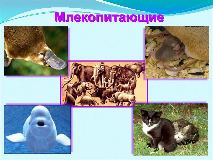 Млекопитающие