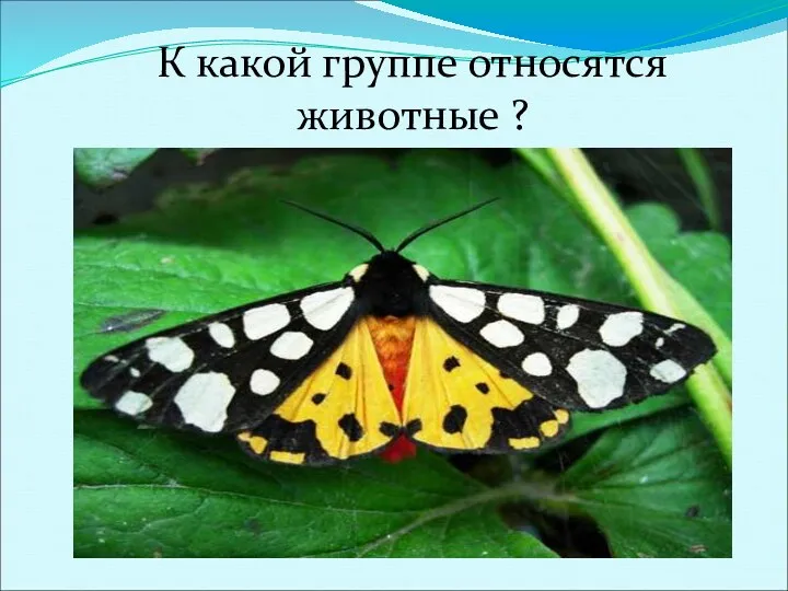 К какой группе относятся животные ?