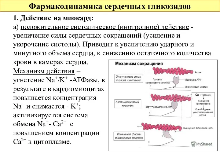 Фармакодинамика сердечных гликозидов 1. Действие на миокард: а) положительное систолическое